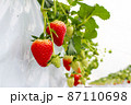 イチゴのハウス栽培　いちご狩り 87110698