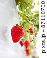 いちご狩り　ハウスの苺栽培 87110700