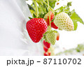 いちご狩り　ハウスの苺栽培 87110702