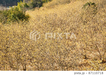 ロウバイのイエロー絨毯 87110718