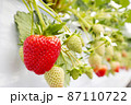 いちご狩り　食べ放題 87110722