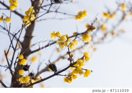 日本の岡山県笠岡市の美しい梅の花 87111039
