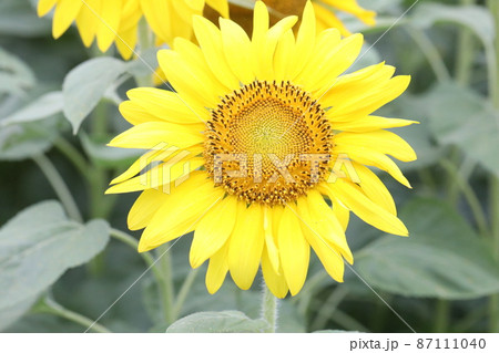 ひまわり 87111040