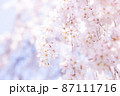 淡い光に包まれたしだれ桜の花 87111716