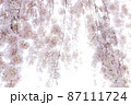 淡い光に包まれたしだれ桜の花 87111724