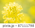 春の光の中ふんわり咲く菜の花 87111798