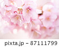 春の光の中ふんわり咲く桜の花 87111799
