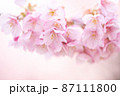 春の光の中ふんわり咲く桜の花 87111800