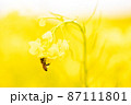 春の光の中ふんわり咲く菜の花とテントウムシ 87111801