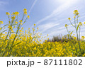 青空に向かって伸びる菜の花 87111802