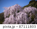 満開に咲く老木の枝垂桜 87111803