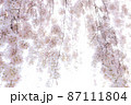 淡い光に包まれたしだれ桜の花 87111804
