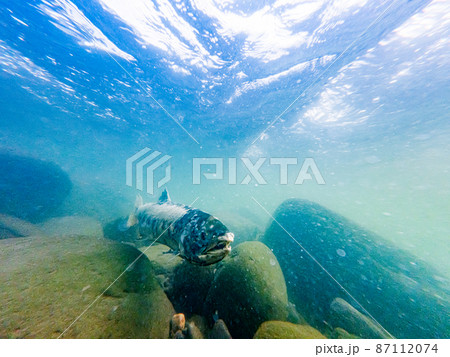 川を遡上する鮭の雄姿  北海道増毛町 87112074