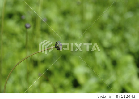 Single-flowered sawwort Single-flowered sawwort 87112443