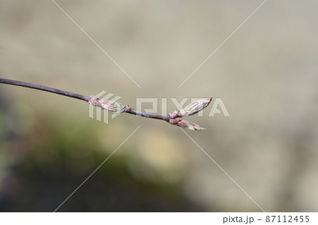 Japanese Maple Garnet Japanese Maple Garnet 87112455