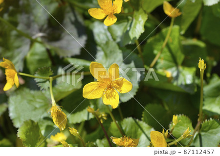 Marsh Marigold Marsh Marigold 87112457