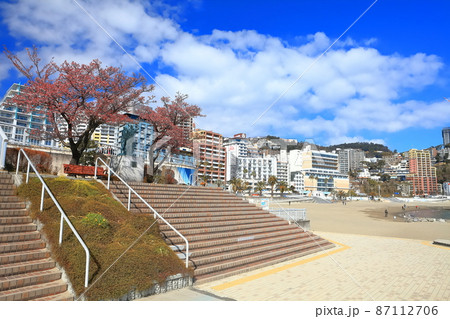 【静岡県】晴天下の河津桜と熱海サンビーチ(熱海温泉) 【静岡県】晴天下の河津桜と熱海サンビーチ(熱海温泉) 87112706
