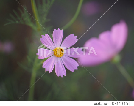 コスモス 87113159