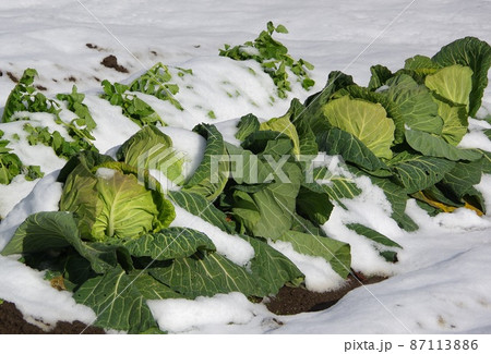 冬キャベツと雪　雪の中のキャベツ 87113886
