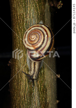 ミスジマイマイ ミスジマイマイ 87114145