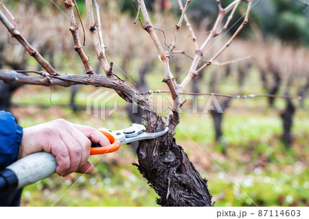 Farmer pruning the vine in winter. Agriculture. Farmer pruning the vine in winter. Agriculture. 87114603