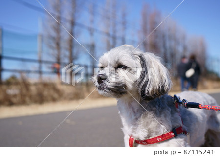 河川敷で空を見上げる可愛い犬 87115241