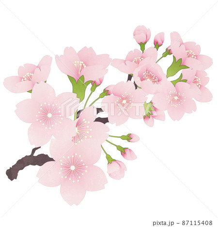 桜 ソメイヨシノ 水彩画風のイラスト素材