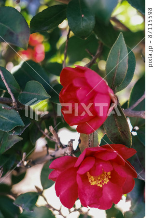 (フラワーツーリズム)ツバキの花が咲く (フラワーツーリズム)ツバキの花が咲く 87115598