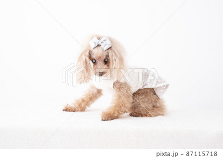 白内障のトイプードルの写真素材