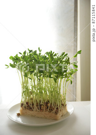 豆苗、窓辺に置いてみた 87115841