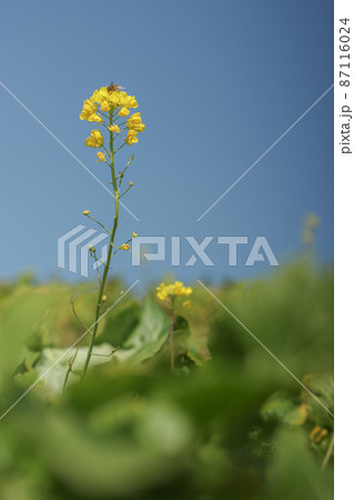 菜の花 87116024