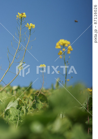 菜の花 87116026