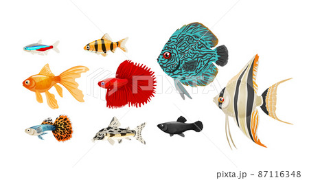 Freshwater aquarium fish set in realistic style,vector illustration. Freshwater aquarium fish set in realistic style,vector illustration. 87116348