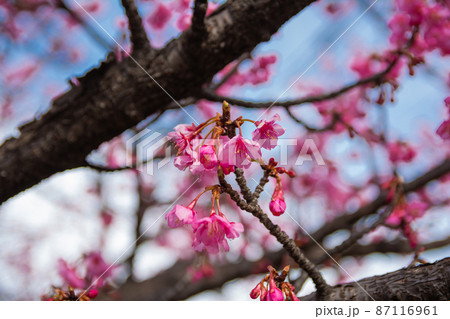 東京の河津桜 東京の河津桜 87116961