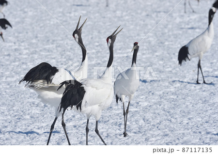 タンチョウの鳴き交わし(北海道) タンチョウの鳴き交わし(北海道) 87117135
