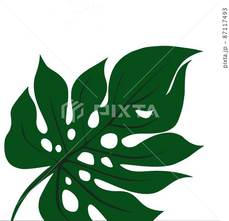 木の葉モンステラ属1 87117493