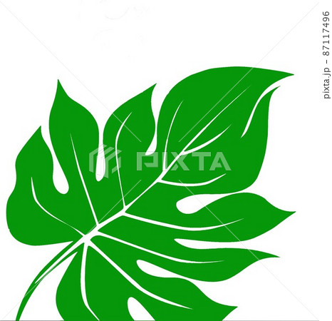 木の葉モンステラ属4 木の葉モンステラ属4 87117496