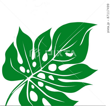 木の葉モンステラ属6 87117499