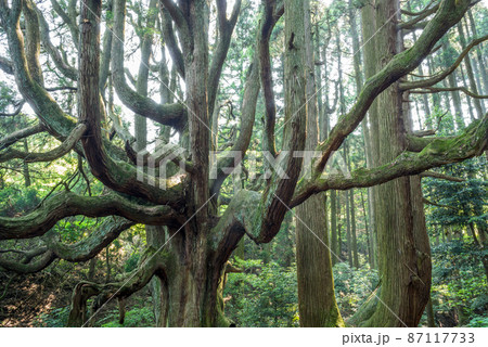 高森殿の杉 87117733