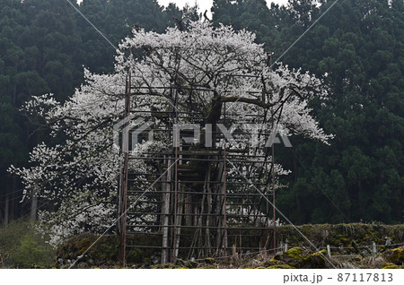 樽見の大桜より 樽見の大桜より 87117813