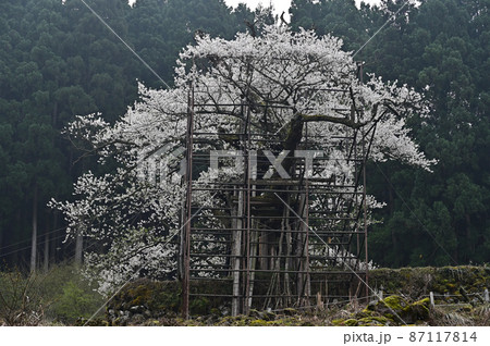 樽見の大桜より 樽見の大桜より 87117814