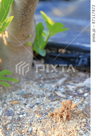 カミキリムシが穴を開けたときに出した木のカス（イチジクの木） 87117872