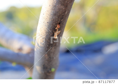 カミキリムシの幼虫に穴を開けられたイチジクの木 カミキリムシの幼虫に穴を開けられたイチジクの木 87117877