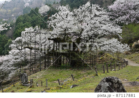 樽見の大桜より 樽見の大桜より 87117881