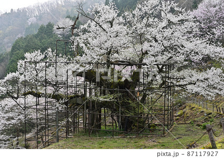 樽見の大桜より 87117927