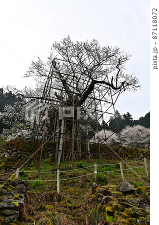 樽見の大桜より 樽見の大桜より 87118072
