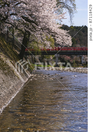 210412中橋桜395 87118429