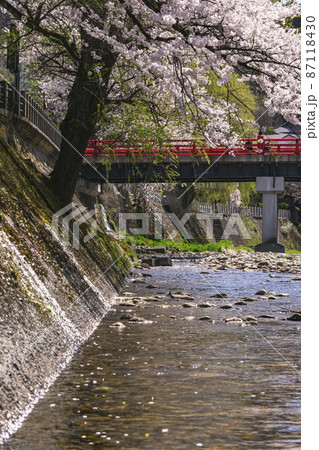 210412中橋桜372 210412中橋桜372 87118430