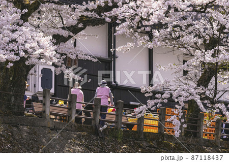 210412中橋桜115 210412中橋桜115 87118437