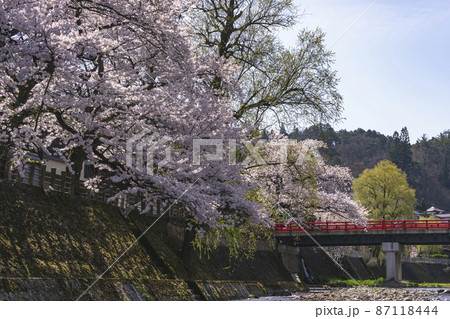 210412中橋桜013 210412中橋桜013 87118444
